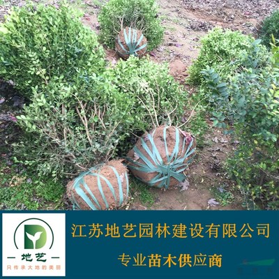 地藝苗圃大量供應小葉黃楊球 瓜子黃楊球基地 小葉黃楊球價格