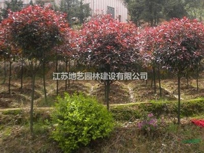 大量供應(yīng)高桿紅葉石楠、高桿紅葉石楠圖片、高桿紅葉石楠基地