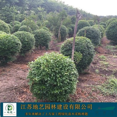 地藝苗圃大量小葉女貞球 小葉女貞球基地 江蘇小葉女貞價(jià)格