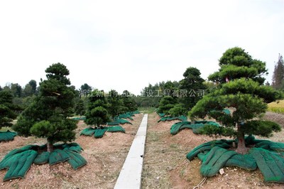 羅漢松,2014年羅漢松供應(yīng),造型羅漢松價(jià)格,羅漢松圖片