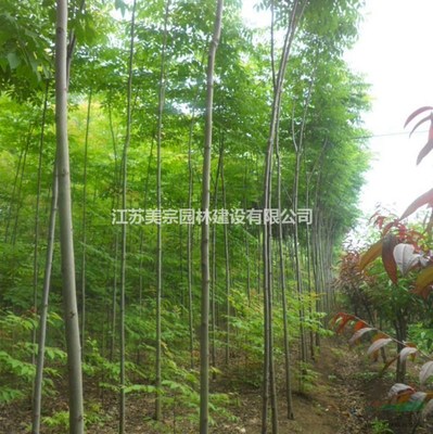 供應(yīng)各種規(guī)格欒樹(shù)_黃山欒樹(shù)_南欒