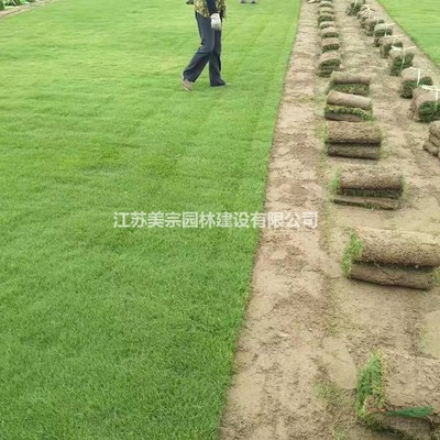 果嶺草草坪價(jià)格_果嶺草草坪圖片_果嶺草草坪基地