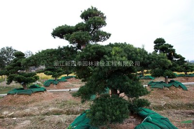 羅漢松,造型羅漢松供應(yīng),造型羅漢松價(jià)格,造型羅漢松圖片