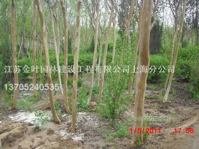 紫薇-江蘇金葉園林建設(shè)工程上海分公司(產(chǎn)品圖片)-產(chǎn)品庫(kù)-中國(guó)花木網(wǎng)
