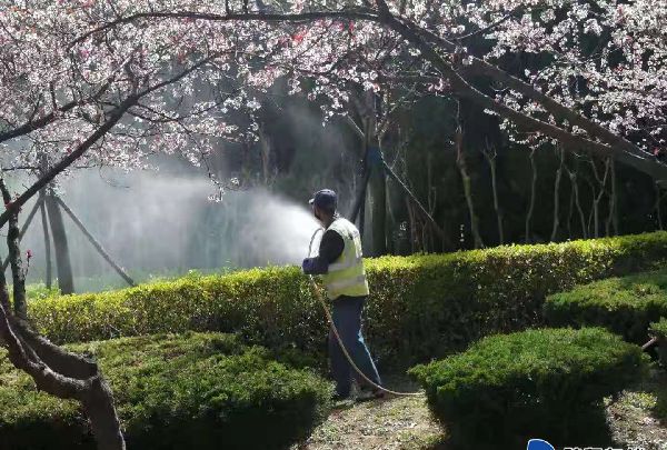 病蟲害集中防治 煙臺市城管局園林建設養護中心護綠在行動