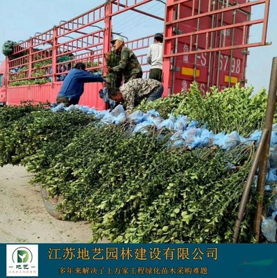 供應大葉黃楊大葉黃楊產地 江蘇地藝園林苗圃基地 江蘇冬青小苗