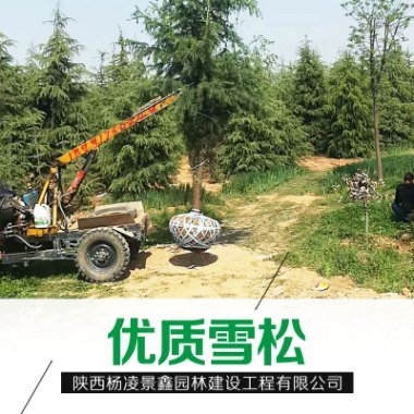 西藏雪松種植基地直銷|批發(fā)價格|雪松價格|*供貨商電話地址|優(yōu)勢報價|產品圖片