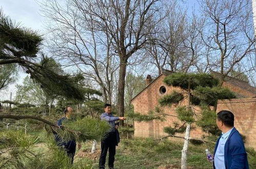 臨夏市 立足城市生態建設,打造精品園林綠化