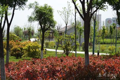 何東副市長督查秦州區園林綠化工作(圖)
